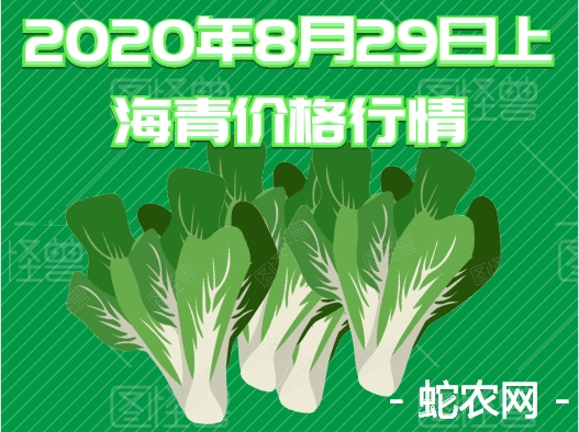 2020年8月29日上海青价格行情、今日上海青多少钱一斤?
