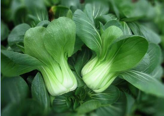 2020年8月29日青梗菜价格行情、今日青梗菜多少钱一斤?