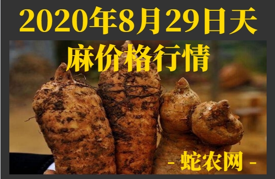 2020年8月29日天麻价格行情、今日天麻多少钱一斤?
