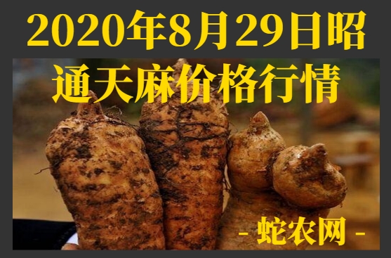 2020年8月29日昭通天麻价格行情、今日昭通天麻多少钱一斤?