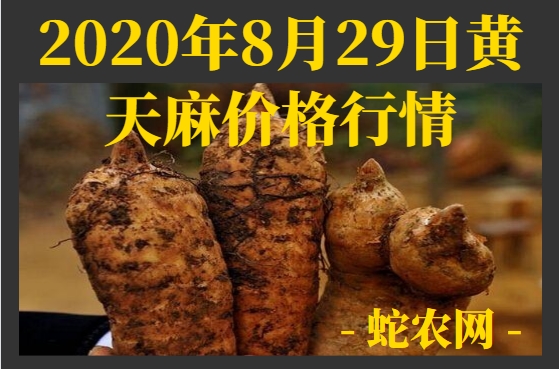 2020年8月29日黄天麻价格行情、今日黄天麻多少钱一斤?
