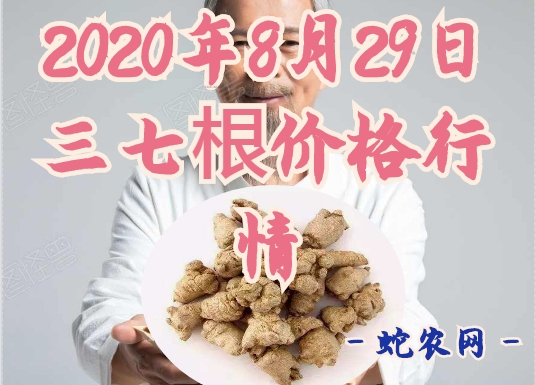 2020年8月29日三七根价格行情、今日三七根茎多少钱一斤?