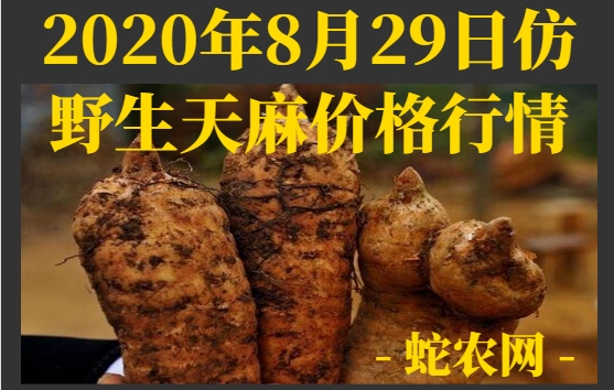 2020年8月29日仿野生天麻价格行情、今日仿野生天麻多少钱一斤?