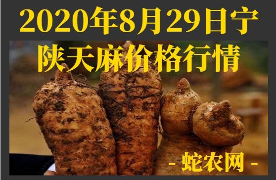 2020年8月29日宁陕天麻价格行情、今日宁陕天麻多少钱一斤？