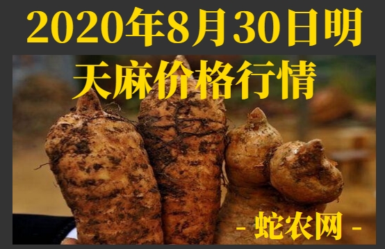 2020年8月30日明天麻价格行情、今日明天麻多少钱一斤？