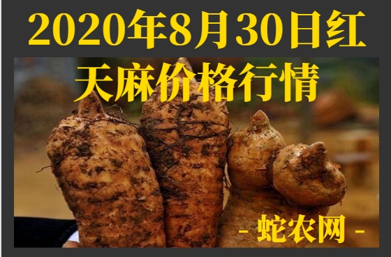 2020年8月30日红天麻价格行情、今日红天麻多少钱一斤?