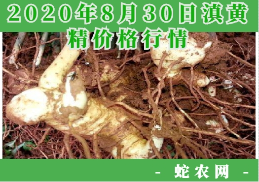 2020年8月30日滇黄精价格行情、今日滇黄精多少钱一斤?