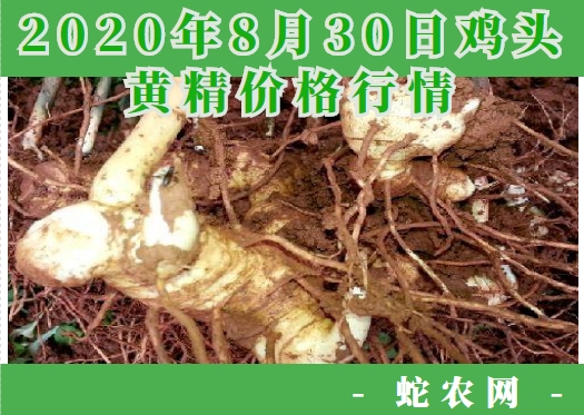 2020年8月30日鸡头黄精价格行情、今日鸡头参多少钱一斤?