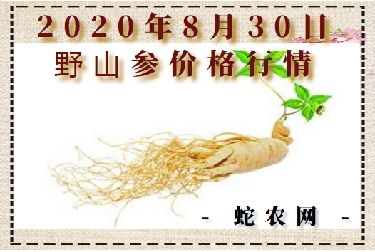2020年8月30日野山参价格行情、今日野生人参多少钱一斤?