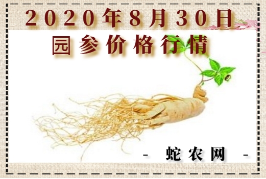 2020年8月30日园参价格行情、今日园参多少钱一斤?