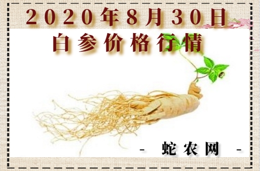 2020年8月30日白参价格行情、今日白参多少钱一斤?