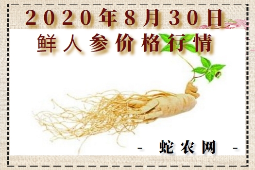 2020年8月30日鲜人参价格行情、今日鲜人参多少钱一斤?