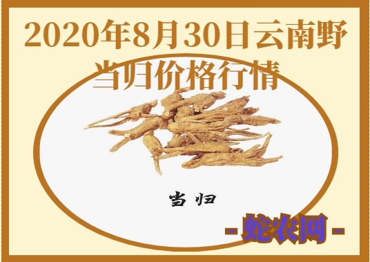 2020年8月30日云南野当归价格行情、今日云南野当归多少钱一斤？