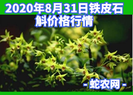 2020年8月31日铁皮石斛价格行情、今日铁皮石斛多少钱一斤?
