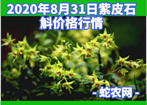 2020年8月31日紫皮石斛价格行情、今日紫皮石斛多少钱一斤？