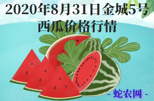 2020年8月31日金城5号西瓜价格行情、今日金城5号西瓜多少钱一斤?
