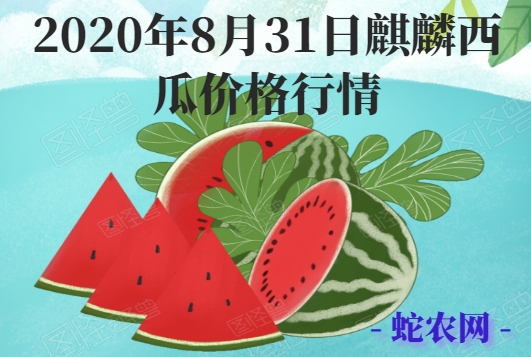 2020年8月31日麒麟西瓜价格行情、今日麒麟西瓜多少钱一斤?