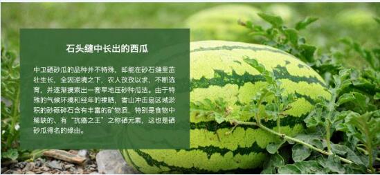 2020年8月31日硒砂瓜价格行情、今日硒砂瓜多少钱一斤?