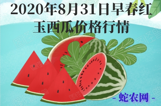 2020年8月31日早春红玉西瓜价格行情、今日早春红玉西瓜多少钱一斤?