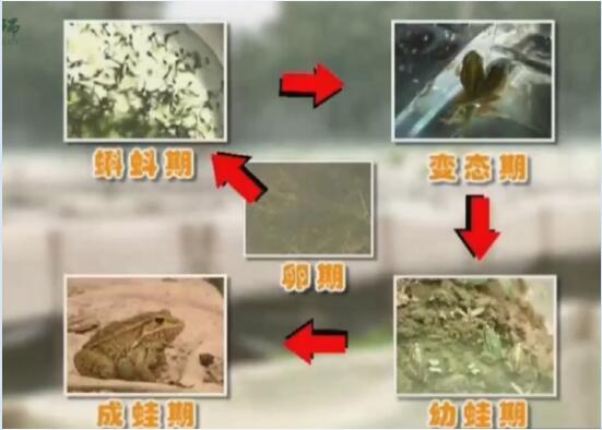 青蛙养殖技术视频图片