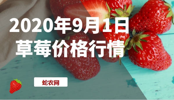 2020年9月1日草莓价格行情、今日各种草莓多少钱一斤?