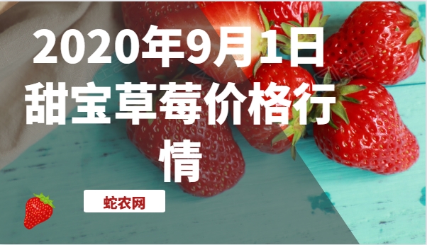2020年9月1日甜宝草莓价格行情、今日甜宝草莓多少钱一斤?