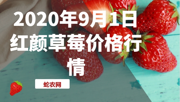 2020年9月1日红颜草莓价格行情、今日红颜草莓多少钱一斤?