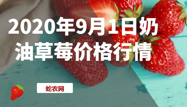 2020年9月1日奶油草莓价格行情、今日奶油草莓多少钱一斤？
