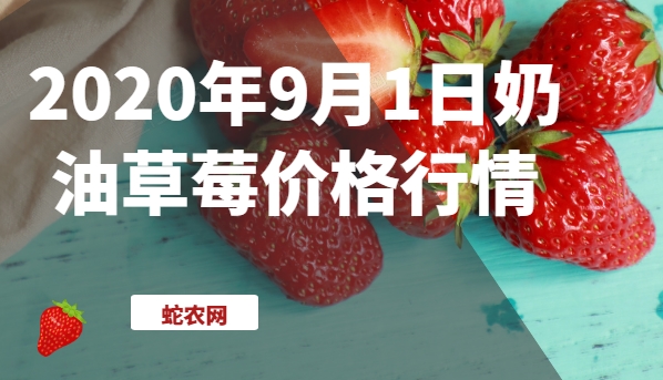 2020年9月1日奶油草莓价格行情、今日奶油草莓多少钱一斤?