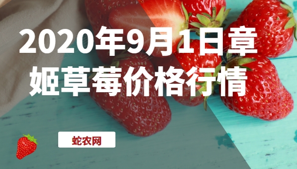2020年9月1日章姬草莓价格行情、今日章姬草莓多少钱一斤?