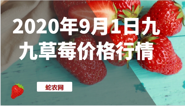 2020年9月1日九九草莓价格行情、今日九九草莓多少钱一斤？