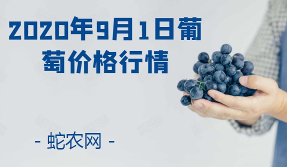 2020年9月1日葡萄价格行情、今日各种葡萄多少钱一斤?