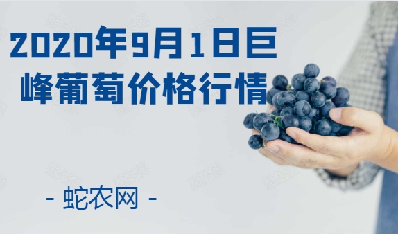 2020年9月1日巨峰葡萄价格行情、今日巨峰葡萄多少钱一斤?