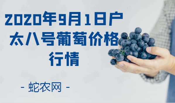2020年9月1日户太八号葡萄价格行情、今日户太八号葡萄多少钱一斤?