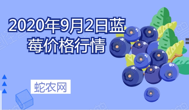 2020年9月2日蓝莓价格行情、今日各种蓝莓多少钱一斤?