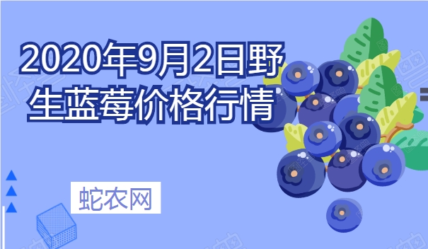 2020年9月2日野生蓝莓价格行情、今日野生蓝莓多少钱一斤?