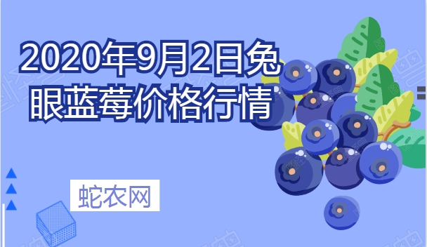 2020年9月2日兔眼蓝莓价格行情、今日兔眼蓝莓多少钱一斤？
