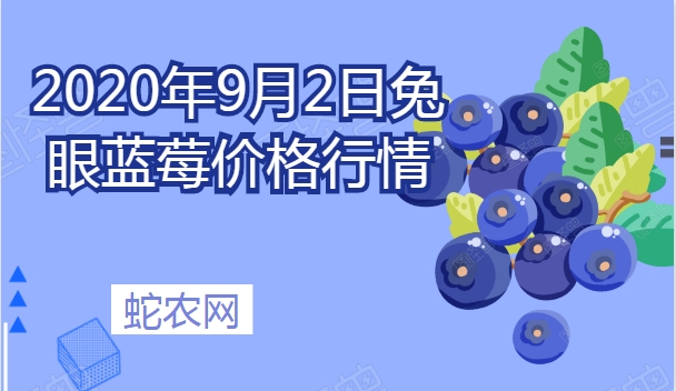 2020年9月2日兔眼蓝莓价格行情、今日兔眼蓝莓多少钱一斤?