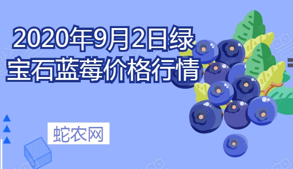 2020年9月2日绿宝石蓝莓价格行情、今日绿宝石蓝莓多少钱一斤？