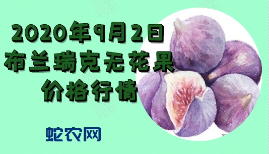 2020年9月2日布兰瑞克无花果价格行情、今日布兰瑞克无花果多少钱一斤?