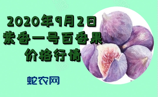 2020年9月2日紫香一号百香果价格行情、今日紫香一号百香果多少钱一斤?