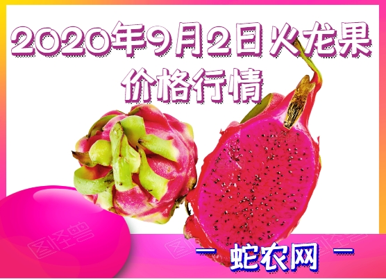 2020年9月2日火龙果价格行情、今日各种火龙果多少钱一斤?