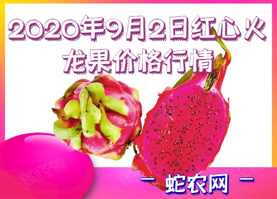 2020年9月2日红心火龙果价格行情、今日红心火龙果多少钱一斤?