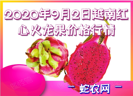 2020年9月2日越南红心火龙果价格行情、今日越南红心火龙果多少钱一斤?