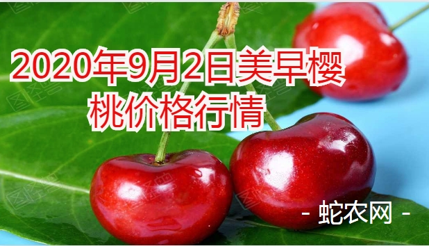 2020年9月2日美早樱桃价格行情、今日美早樱桃多少钱一斤?