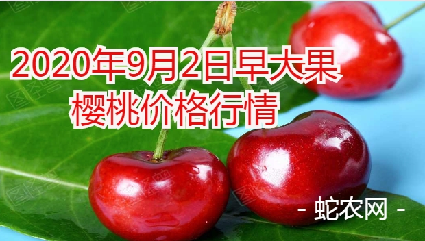 2020年9月2日早大果樱桃价格行情、今日早大果樱桃多少钱一斤？