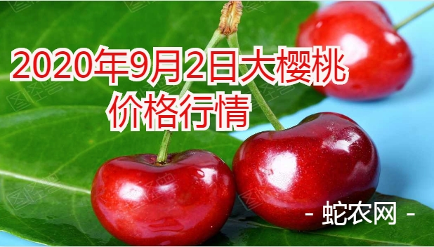 2020年9月2日大樱桃价格行情、今日大樱桃多少钱一斤?