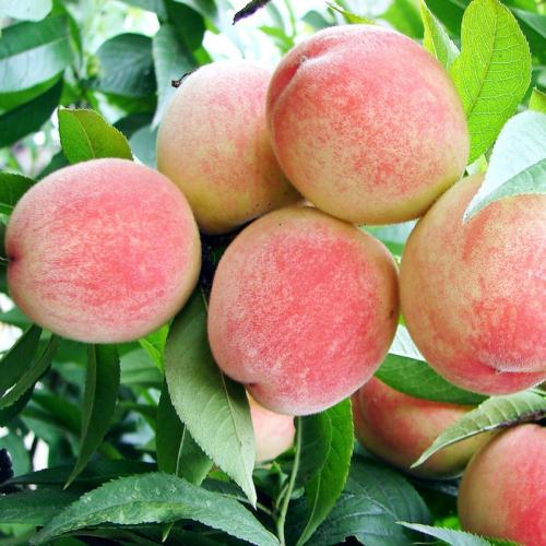 2020年9月3日阳山水蜜桃价格行情、今日阳山水蜜桃多少钱一斤?