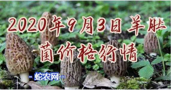 2020年9月3日羊肚菌价格行情、今日干羊肚菌多少钱一斤？