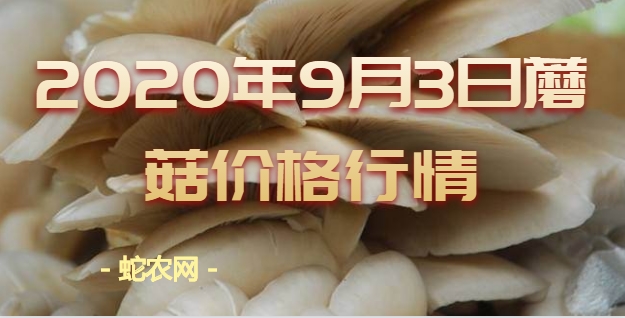 2020年9月3日蘑菇价格行情、今日干蘑菇多少钱一斤？